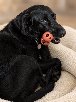 Maïka, a black Labrador, lying on a fleece blanket with an orange ball in her mouth